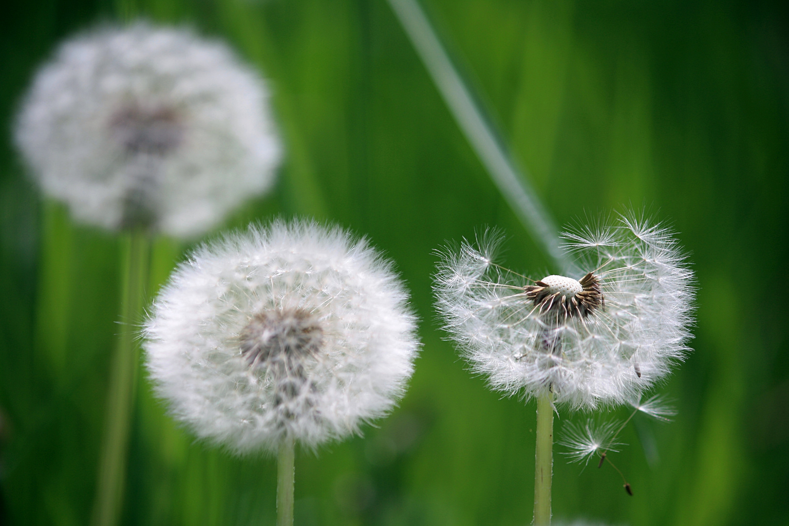 Insekten Landeplatz