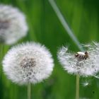 Insekten Landeplatz