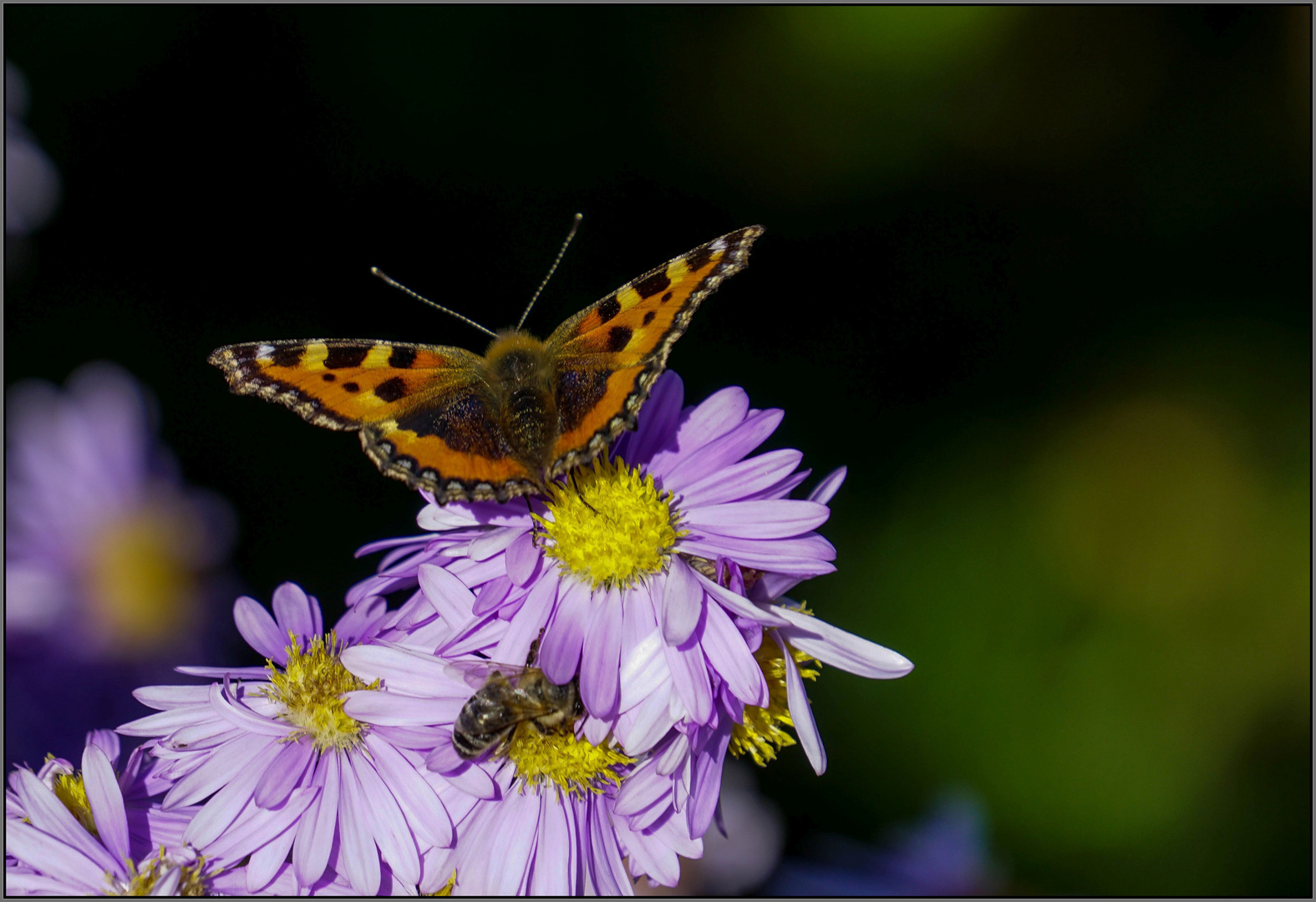 Insekten leben es uns vor ...