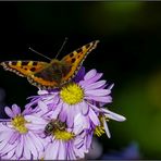 Insekten leben es uns vor ...