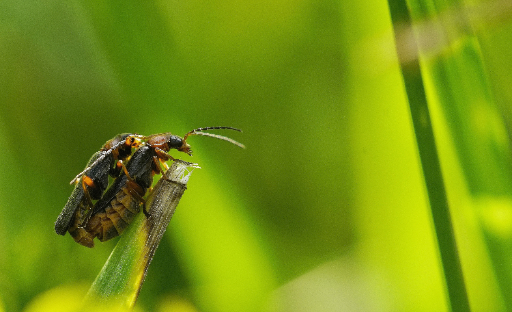 Insekten------Liebe-----.