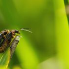 Insekten------Liebe-----.