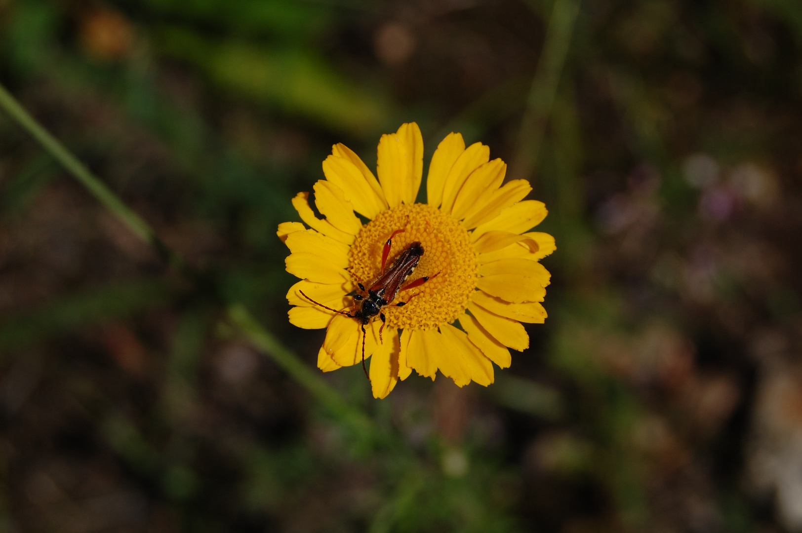 Insekten lieben Blumen