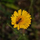 Insekten lieben Blumen