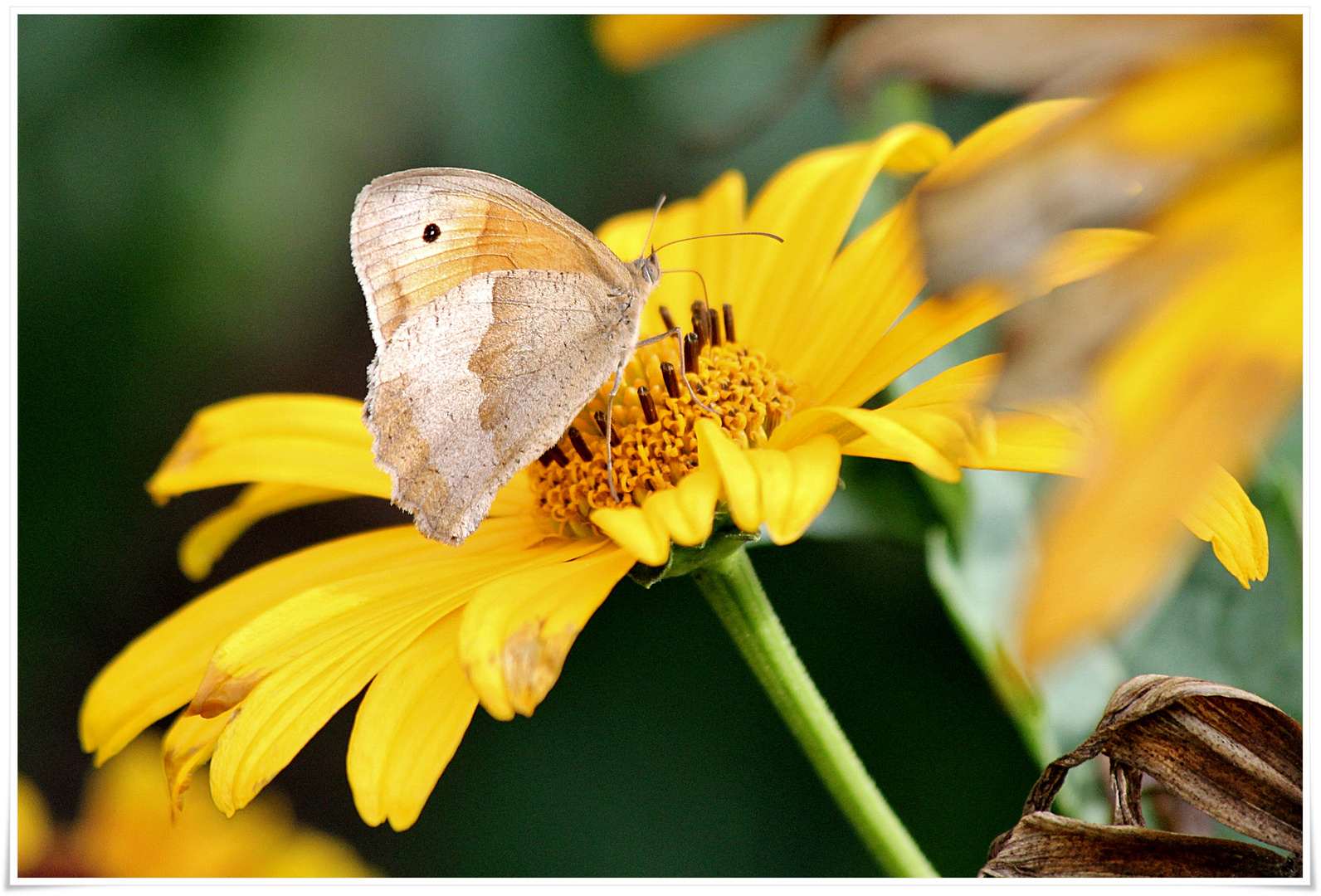 Insekten lieben gelb