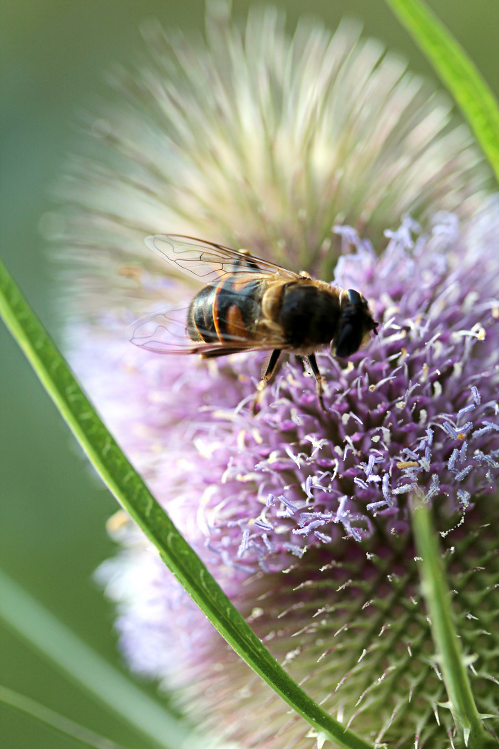 Insekten lieben Karden