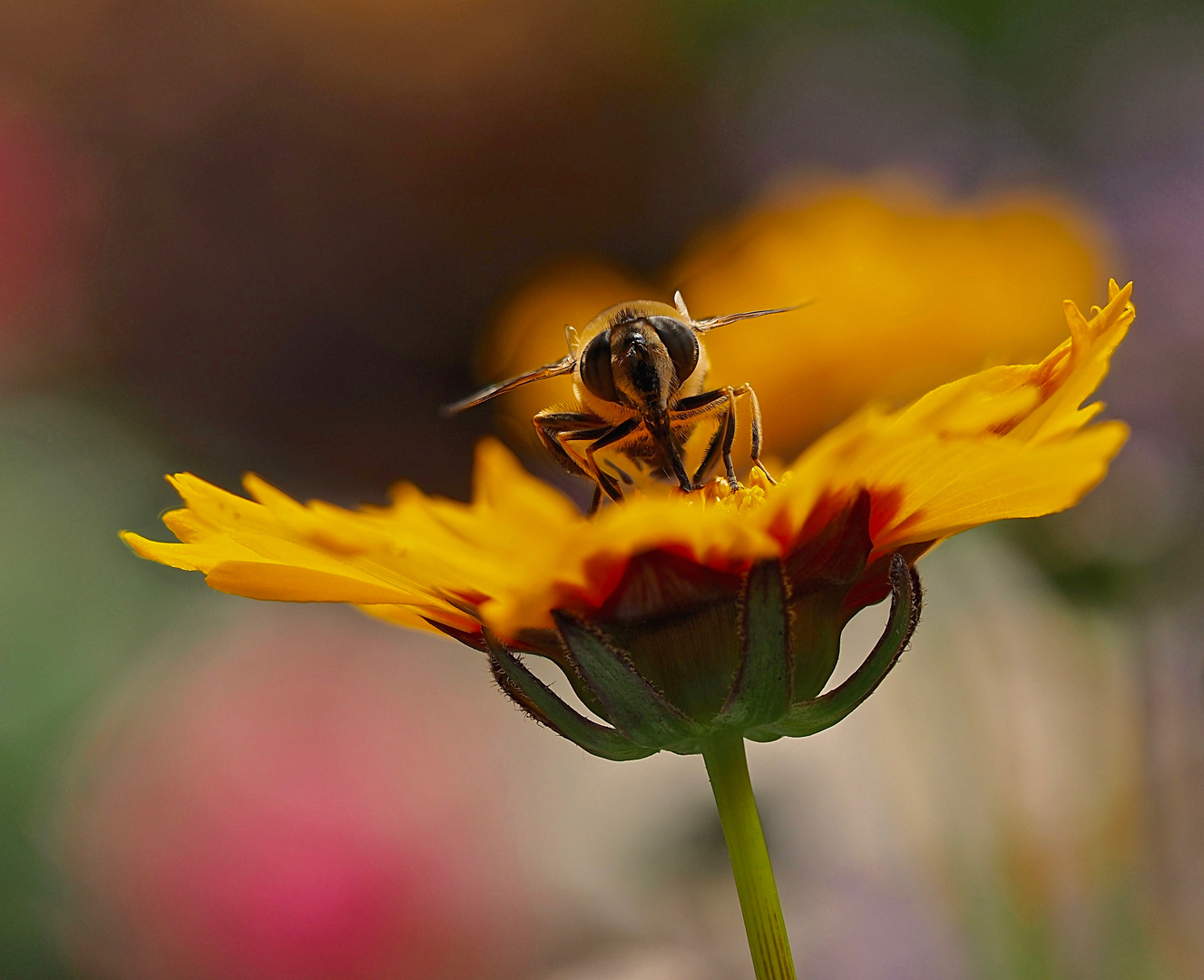 Insekten lieben sie