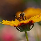 Insekten lieben sie