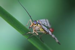Insekten-macro