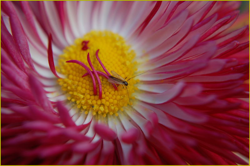 *Insekten-Mahlzeit*