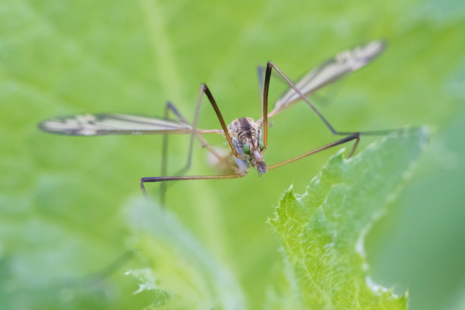 Insekten Makro