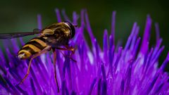 Insekten Makros 2020