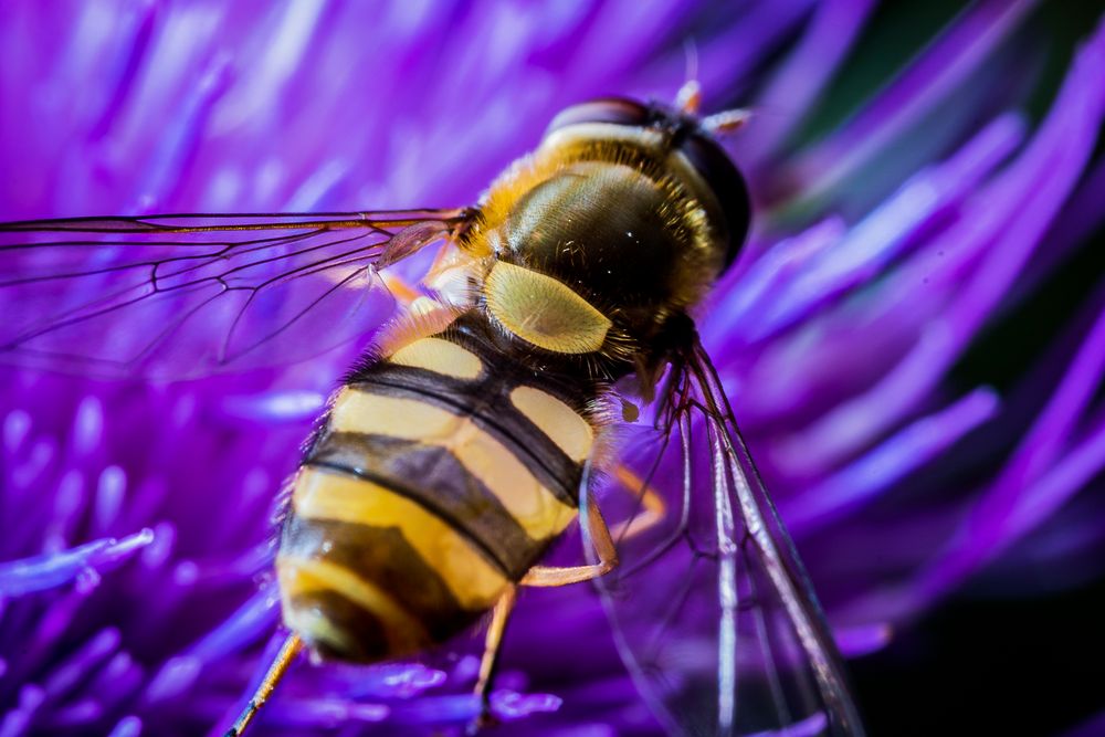 Insekten Makros 2020