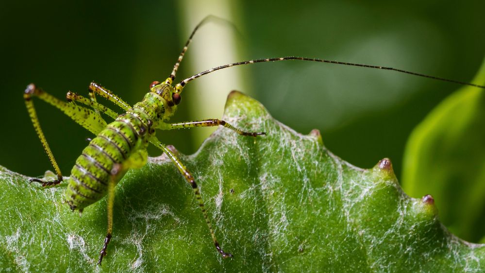 Insekten Makros 2020