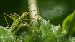 Insekten Makros 2020