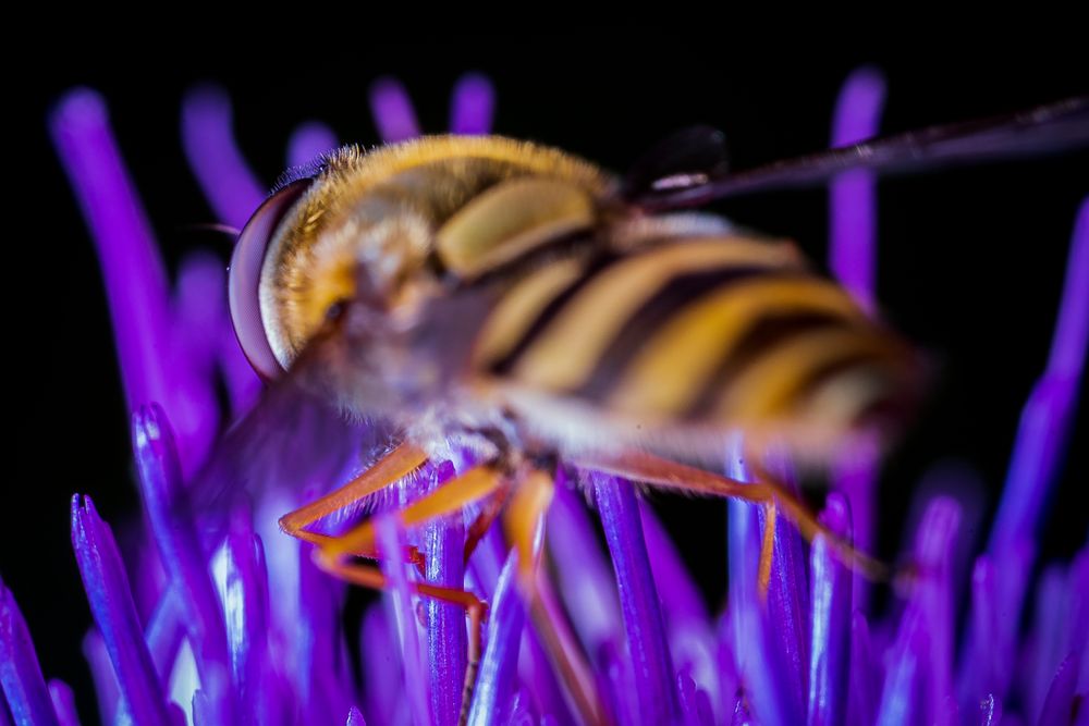 Insekten Makros 2020