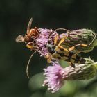 Insekten-Meeting 