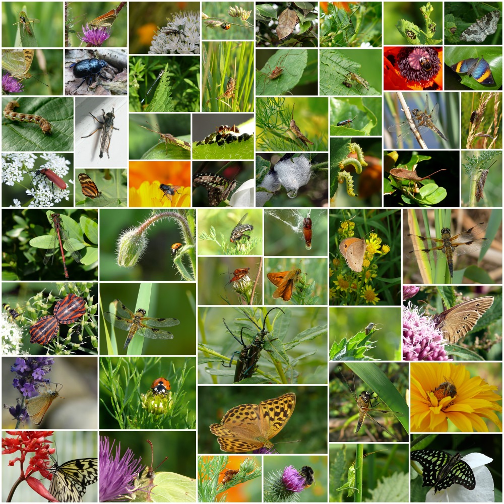 Insekten - Mein Rückblick 2011