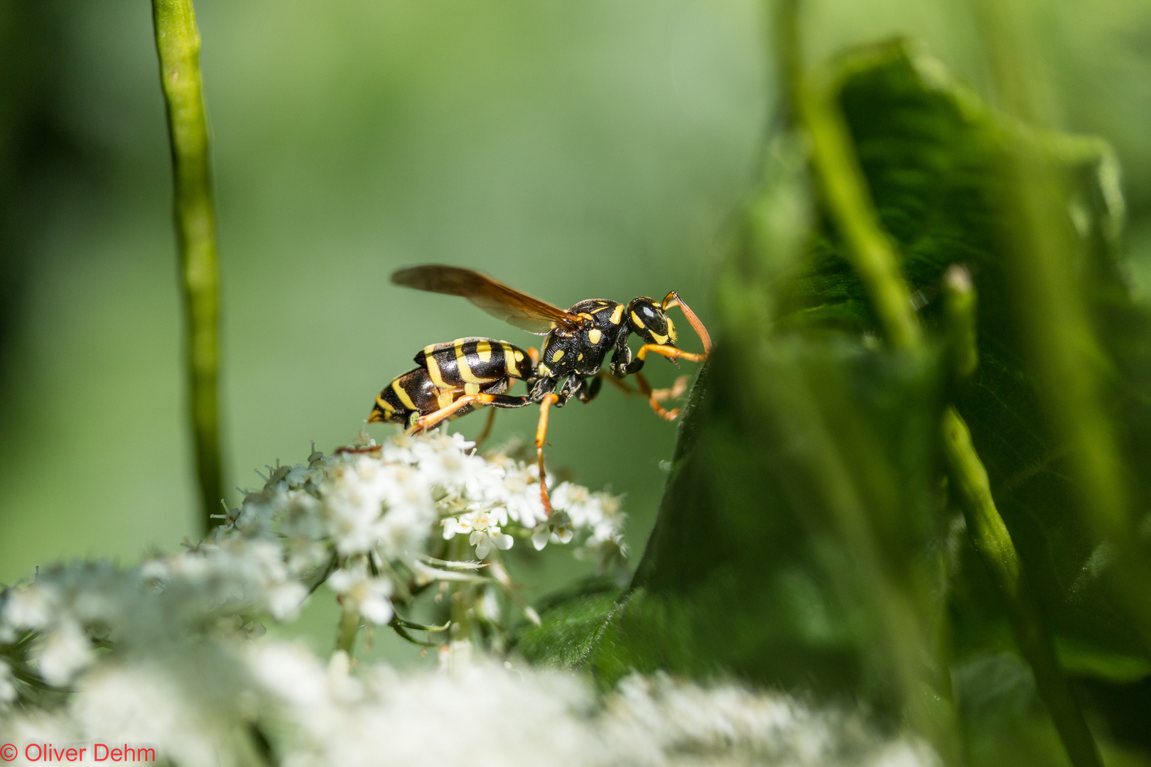 Insekten-Model