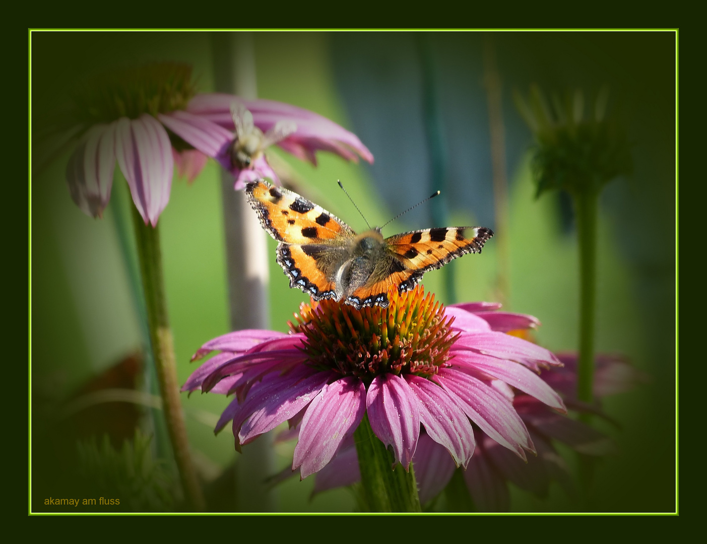 Insekten mögen Echinacea