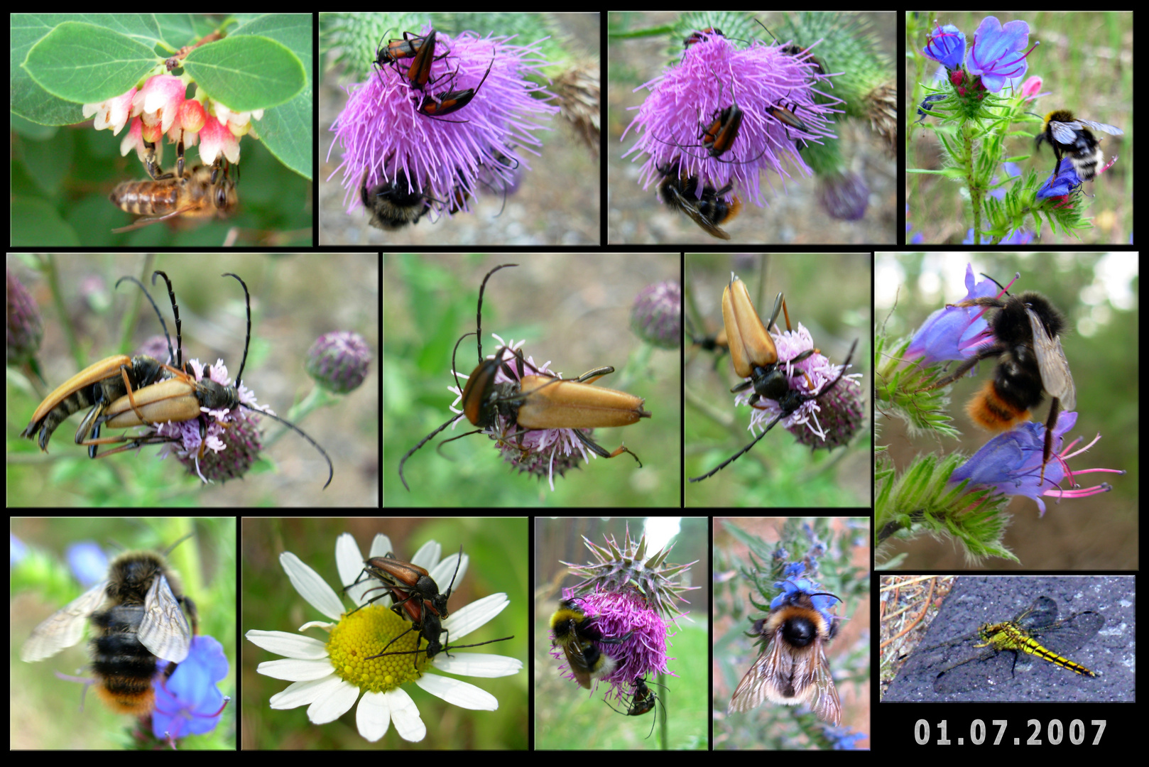 Insekten - Nahaufnahmen von der Wanderung