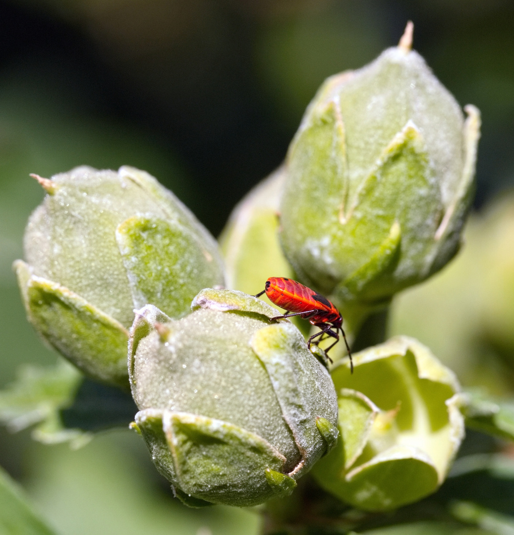 Insekten Nymphe der Gemeinen Feuerwanze (Pyrrhocoris apterus) an Hibiskus