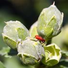 Insekten Nymphe der Gemeinen Feuerwanze (Pyrrhocoris apterus) an Hibiskus