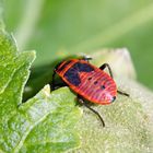 Insekten Nymphe der Gemeinen Feuerwanze (Pyrrhocoris apterus) an Hibiskus (II)