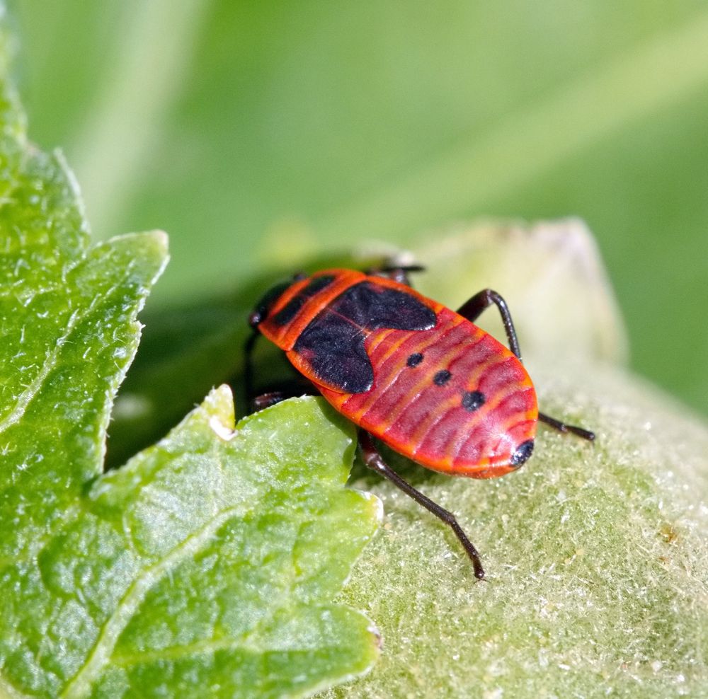 Insekten Nymphe der Gemeinen Feuerwanze (Pyrrhocoris apterus) an Hibiskus (II)