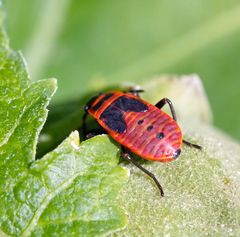 Insekten Nymphe der Gemeinen Feuerwanze (Pyrrhocoris apterus) an Hibiskus (II)