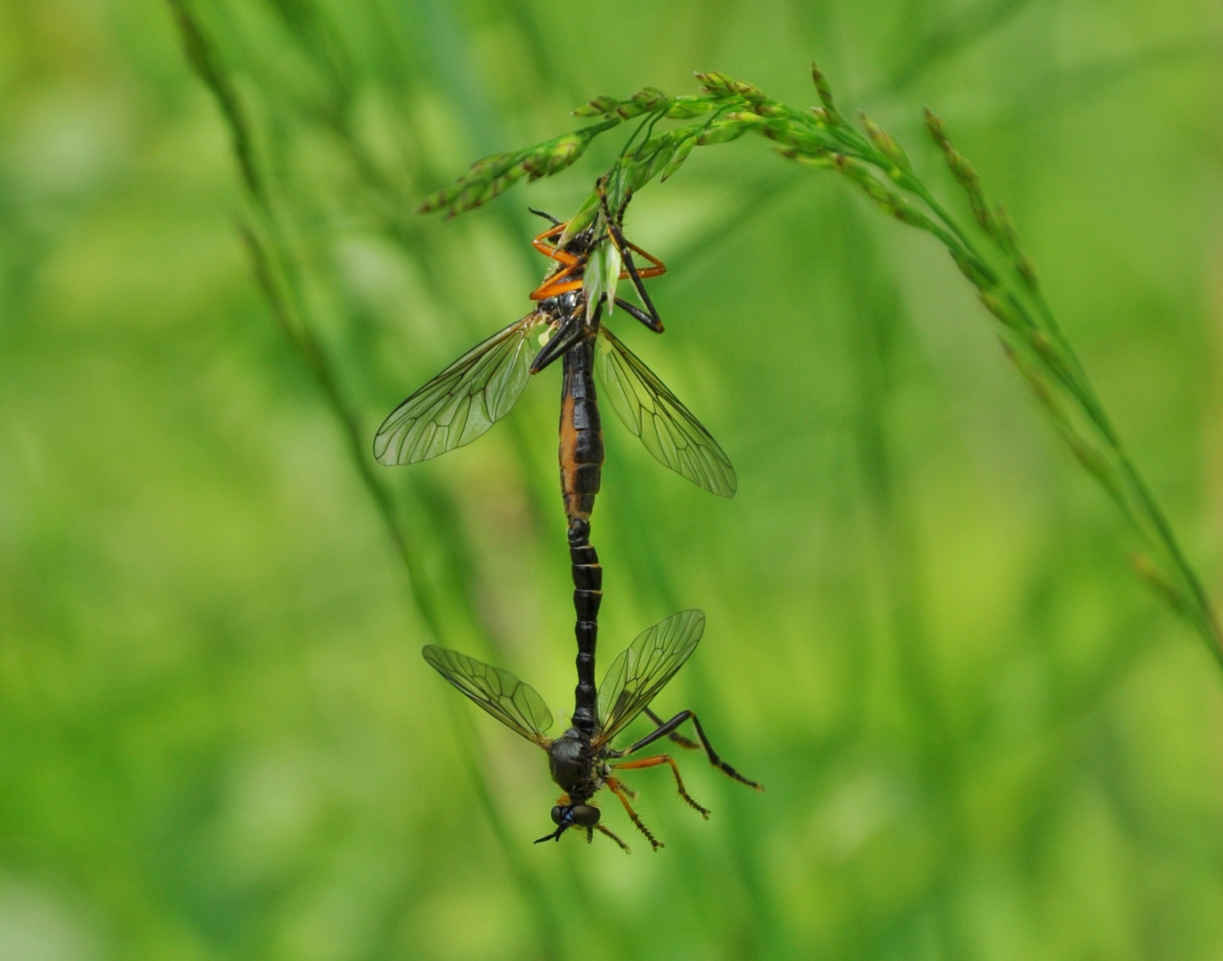 Insekten-Paarung 03: Raubfliege (Dioctria cf. rufipes)