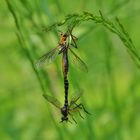 Insekten-Paarung 03: Raubfliege (Dioctria cf. rufipes)