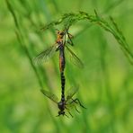 Insekten-Paarung 03: Raubfliege (Dioctria cf. rufipes)