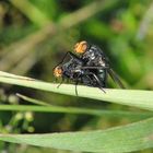 Insekten-Paarung 06: Fliegen