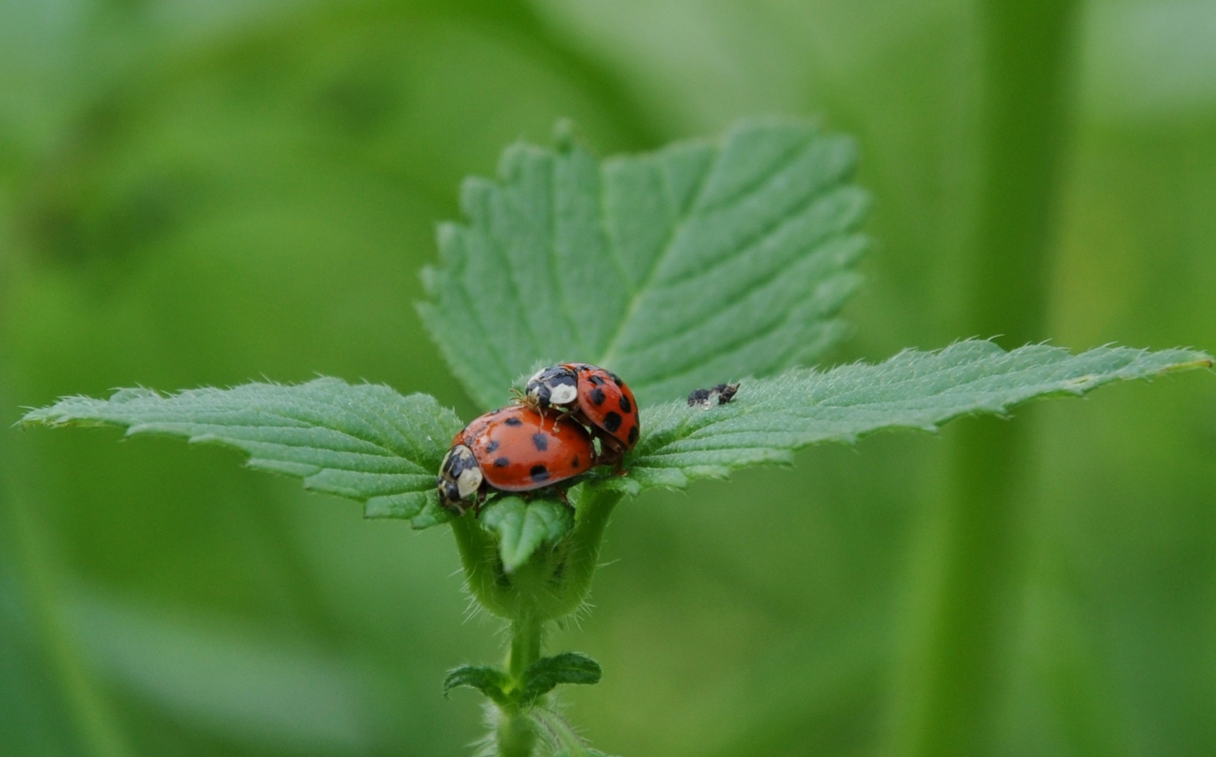 Insekten-Paarung 07: Marienkäfer