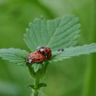 Insekten-Paarung 07: Marienkäfer