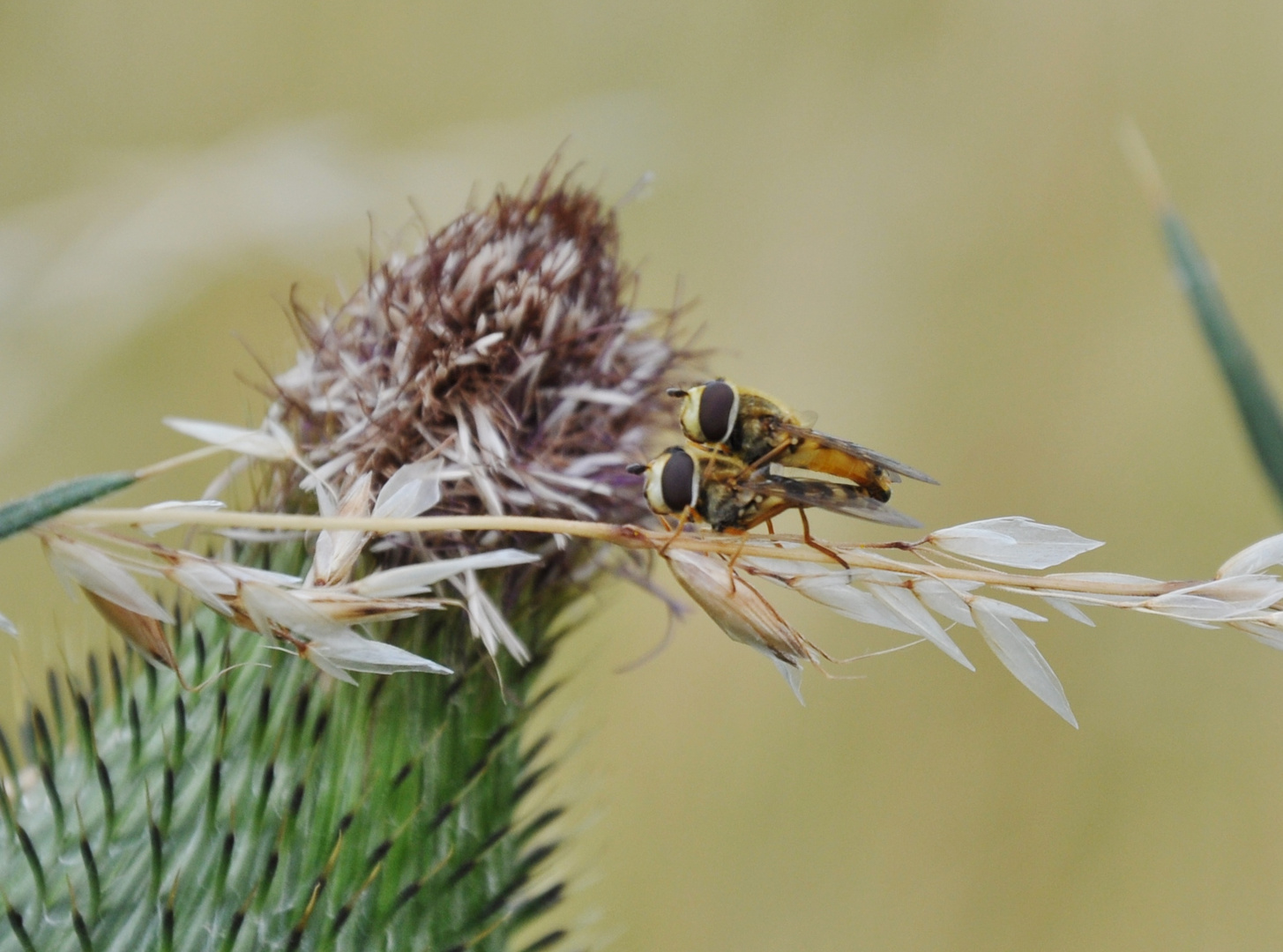 Insekten-Paarung 08: Schwebfliege