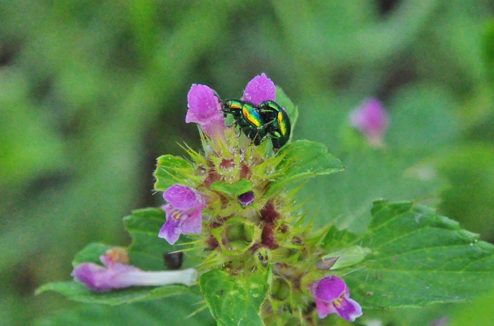 Insekten-Paarung 10: Käfer