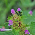 Insekten-Paarung 10: Käfer