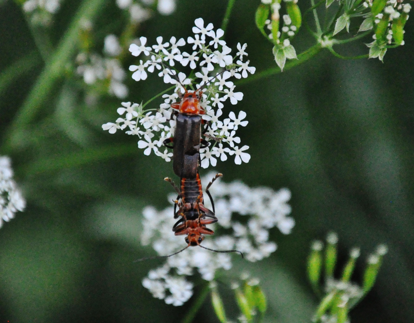 Insekten-Paarung 14: Soldatenkäfer