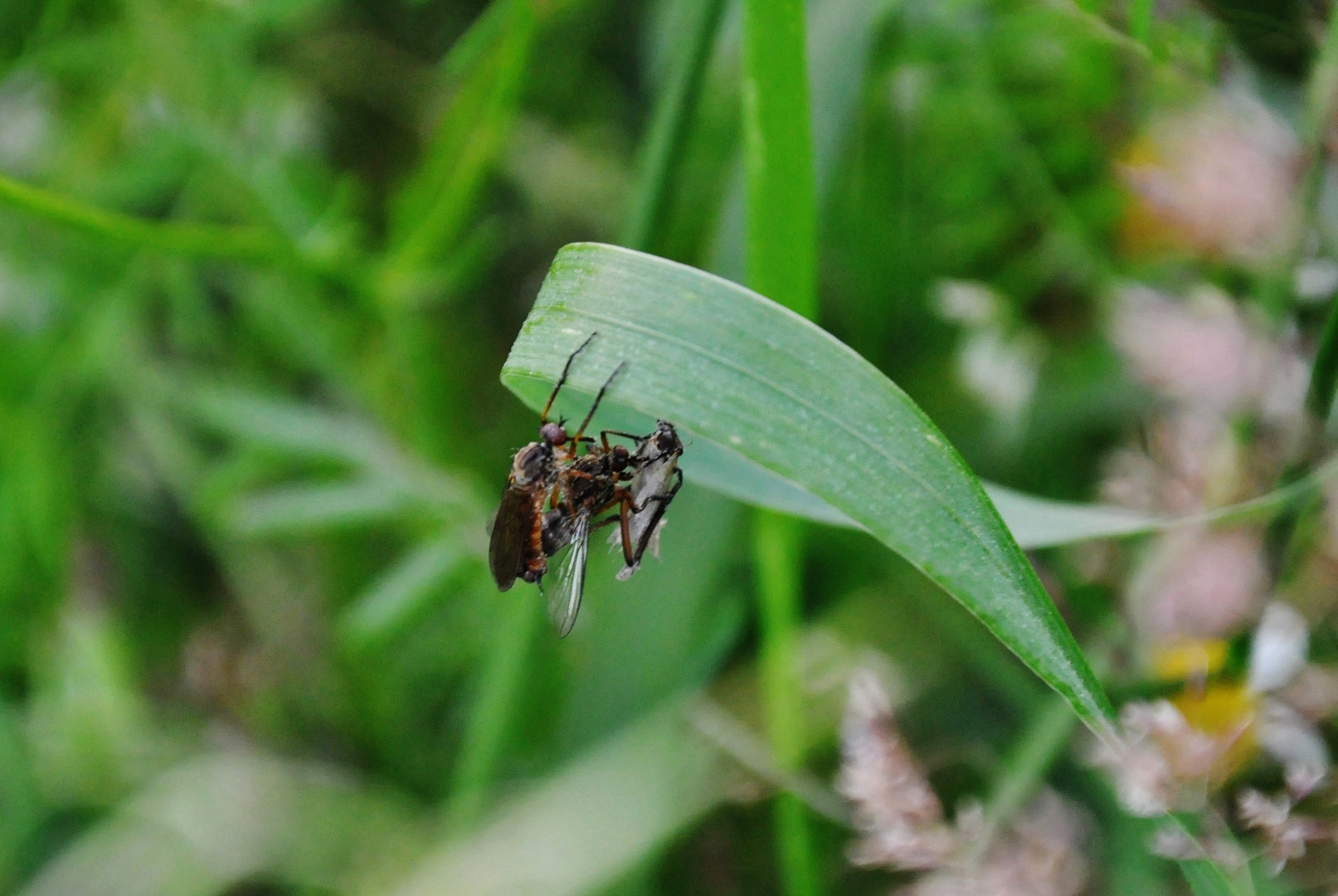 Insekten-Paarung 17: Multitasking