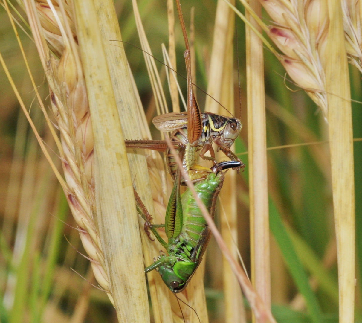 Insekten-Paarung 18: Heuschrecken