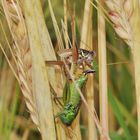 Insekten-Paarung 18: Heuschrecken