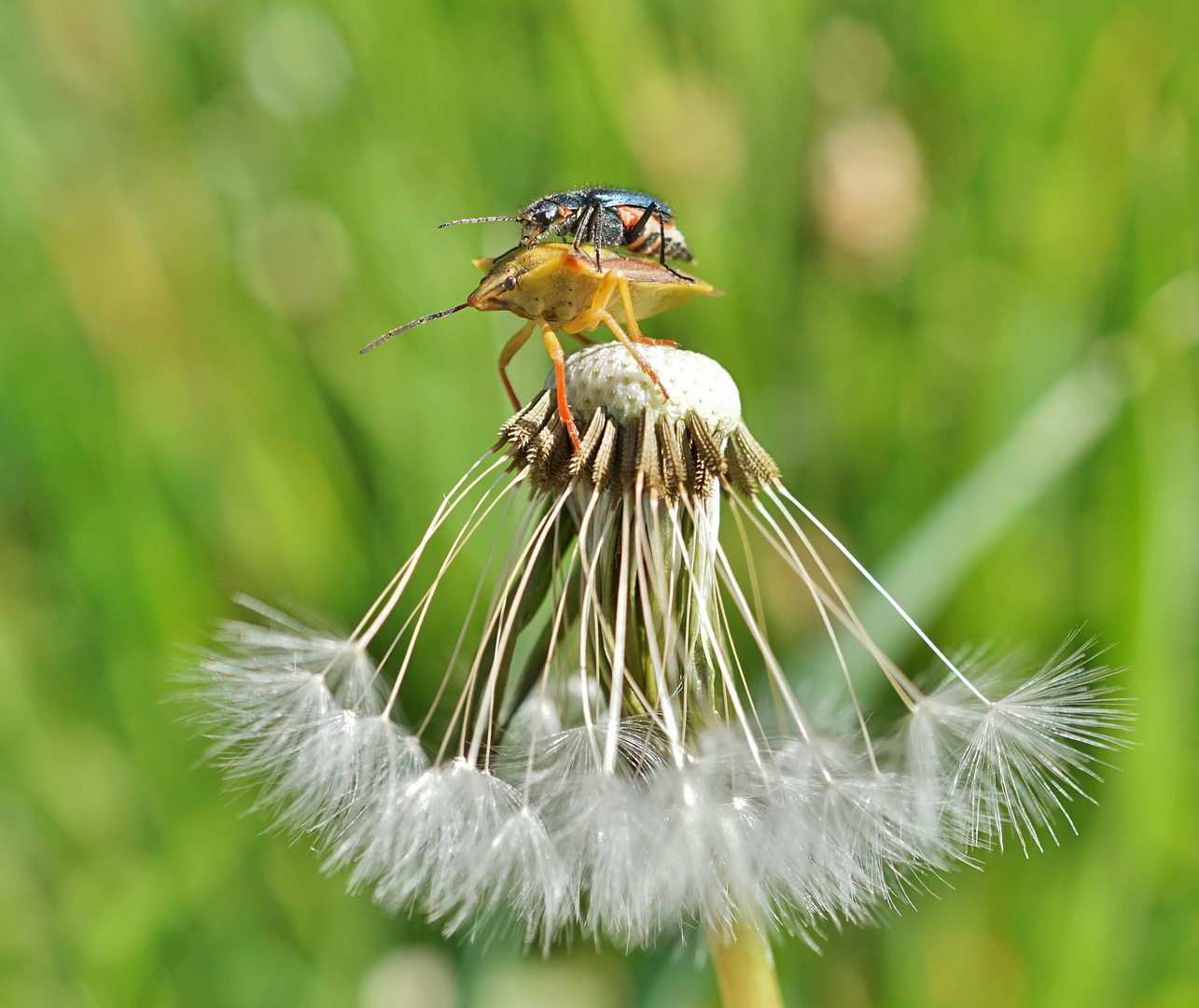 Insekten-Paarung 19: Blattwanze & Weichkäfer