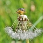 Insekten-Paarung 19: Blattwanze & Weichkäfer