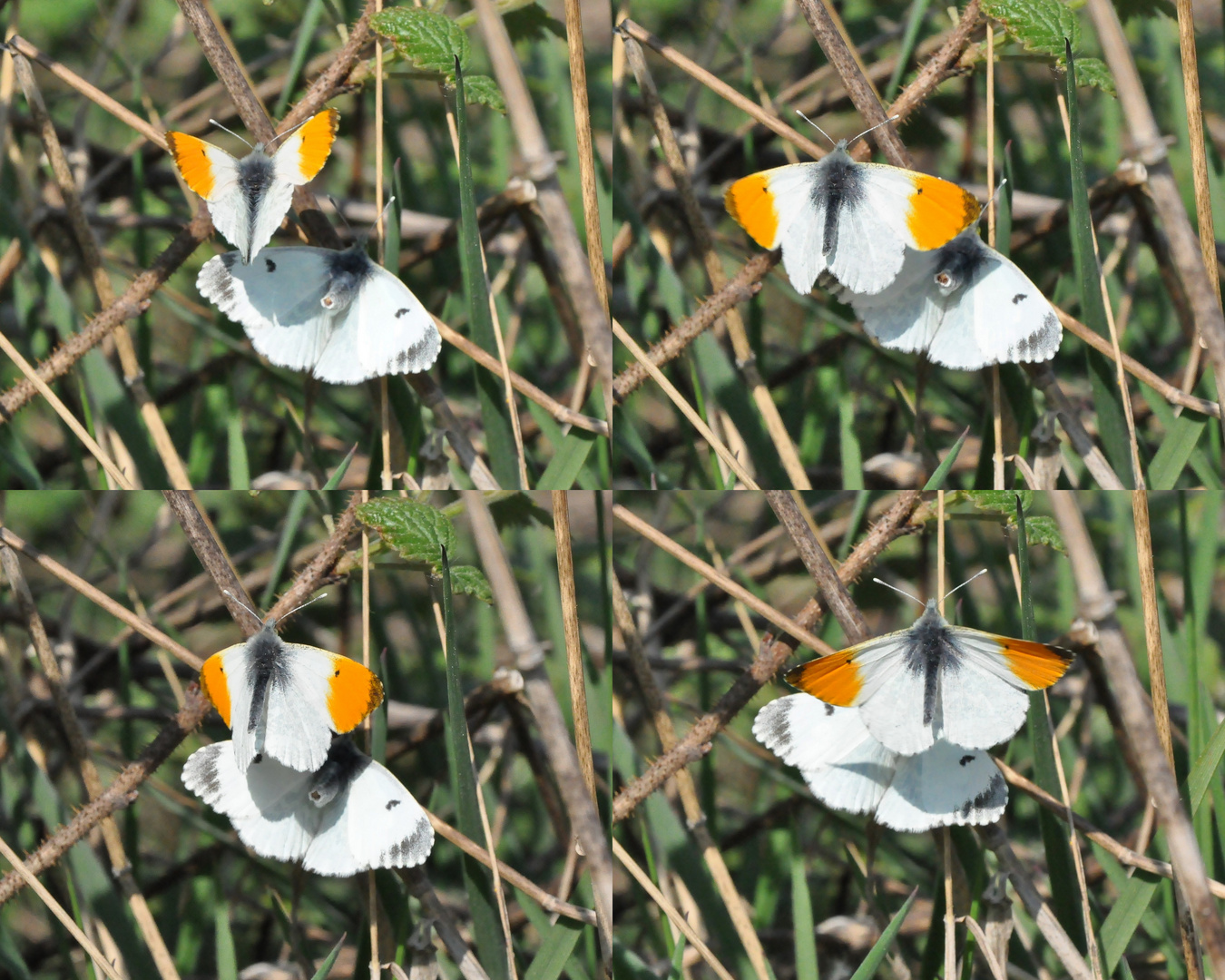 Insekten-Paarung 19: Schmetterlinge