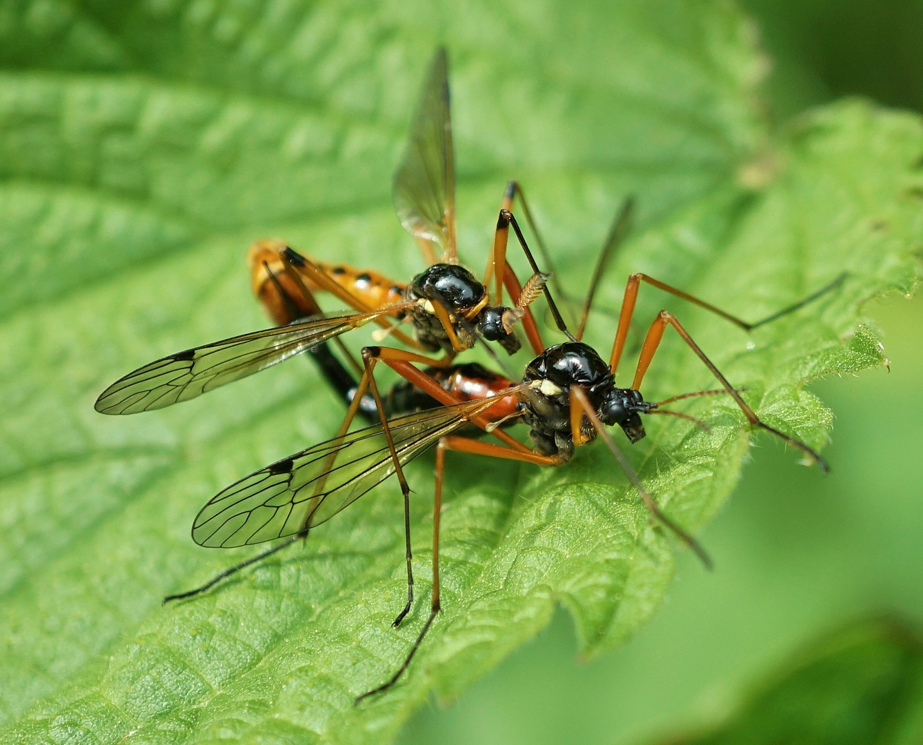 Insekten-Paarung 24: Raubfliege (Dioctria cf. rufipes)