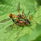 Insekten-Paarung 24: Raubfliege (Dioctria cf. rufipes)