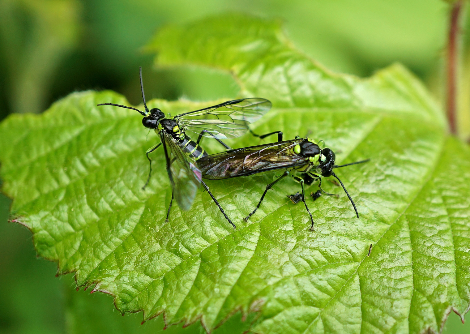 Insekten-Paarung 25: Raubfliege