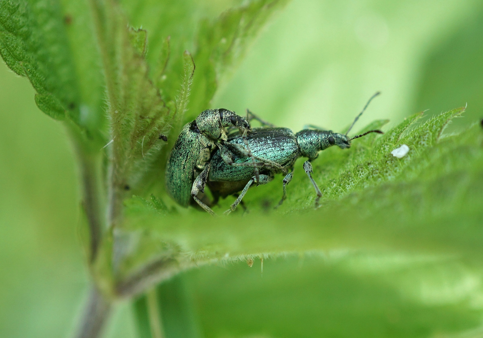 Insekten-Paarung 26: Käfer (Grünrüssler) bei der Paarung